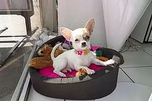 Nom Chihuahua Chien Liberty