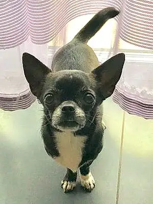 Nom Chihuahua Chien Maline