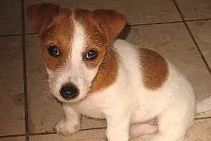 Nom Jack Russell Chien Luckie