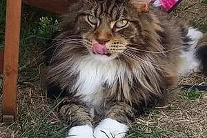Nom Maine Coon Chat Jethro