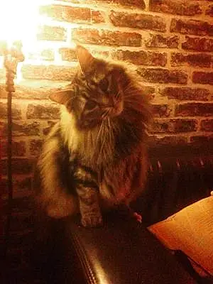 Nom Maine Coon Chat Iena