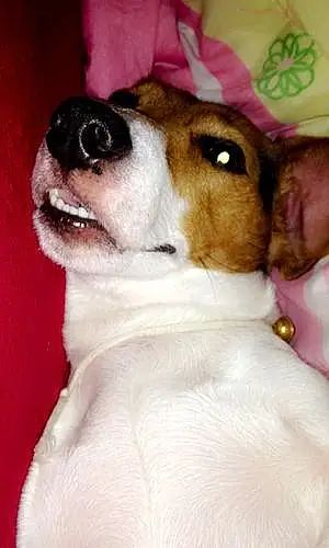 Nom Jack Russell Chien Gims