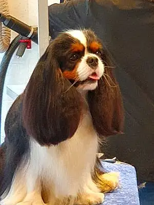 Cavalier King Charles Spaniel Chien Paddy