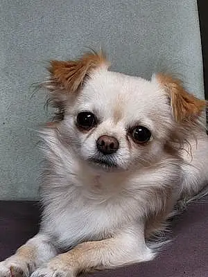 Nom Chihuahua Chien Lasko