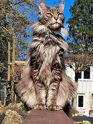 Nom Maine Coon Chat Mao