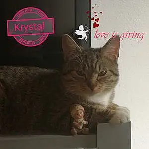 Nom Chat Krystal