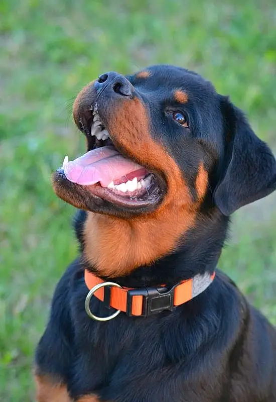 Chien, Race de chien, Collar, Carnivore, Working Animal, Chien de compagnie, Faon, Dog Collar, Herbe, Moustaches, Museau, Rottweiler, Canidae, Leash, Guard Dog, Working Dog, Personal Protective Equipment, Chien de chasse, Austrian Black And Tan Hound