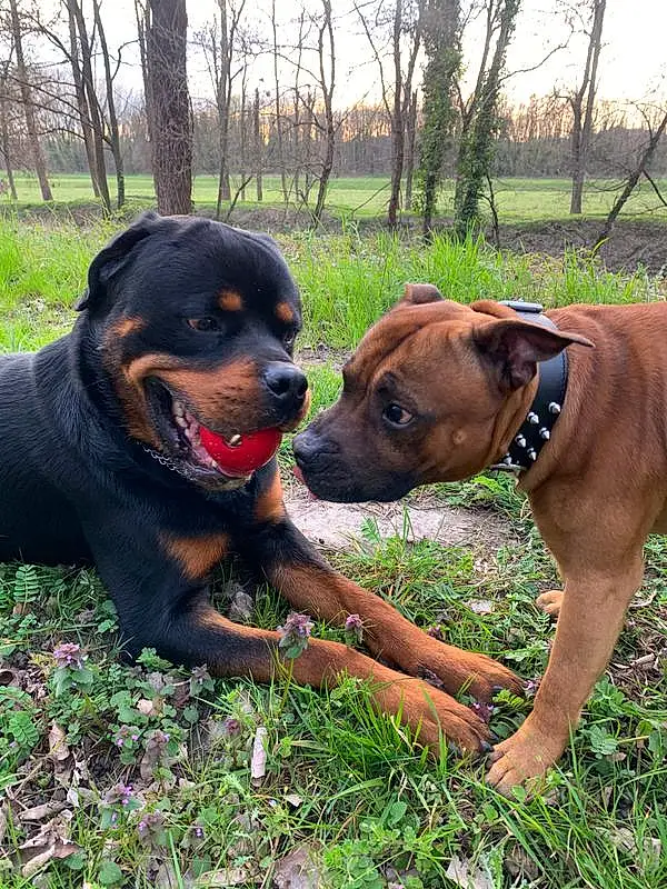 Chien, Plante, Race de chien, Carnivore, Arbre, Collar, Faon, Chien de compagnie, Rottweiler, Herbe, Museau, Working Animal, Canidae, Liver, Working Dog, Guard Dog, Dog Collar