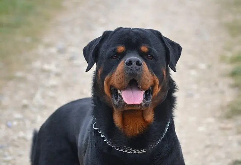 Chien, Race de chien, Carnivore, Museau, Rottweiler, Chien de compagnie, Terrestrial Animal, Working Animal, Canidae, Working Dog, Collar, Poil, Landscape, Guard Dog, Hunting Dog