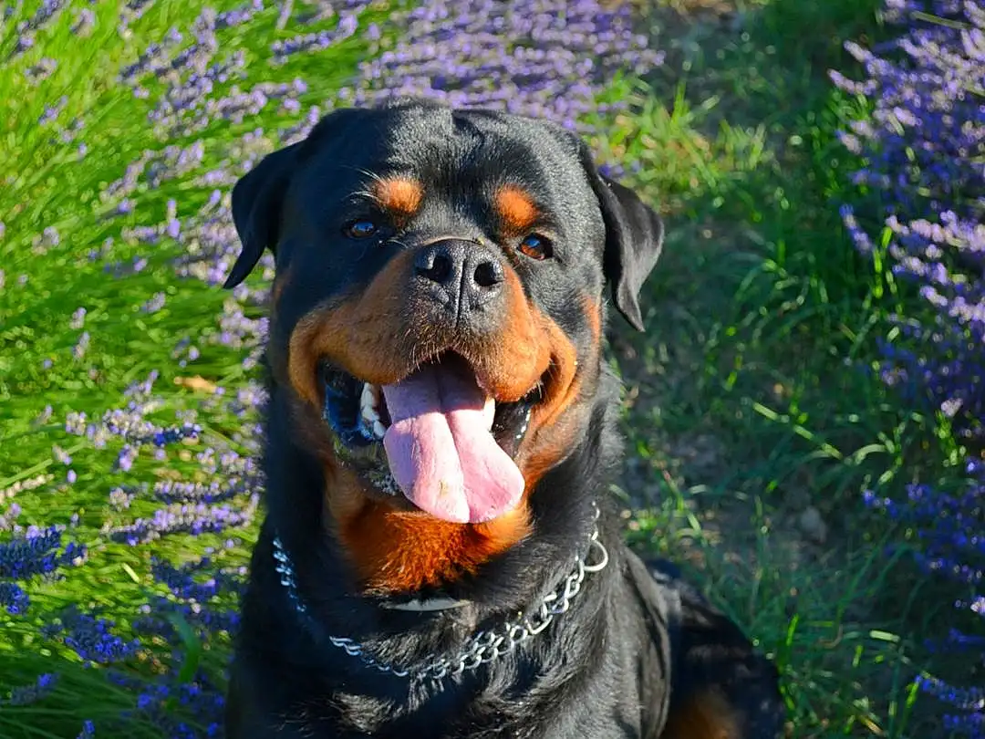Plante, Chien, Carnivore, Fleur, Herbe, Race de chien, Chien de compagnie, Rottweiler, Moustaches, Groundcover, Terrestrial Animal, Museau, Working Animal, Electric Blue, Guard Dog, Canidae, Annual Plant, Gaddi Kutta, Working Dog
