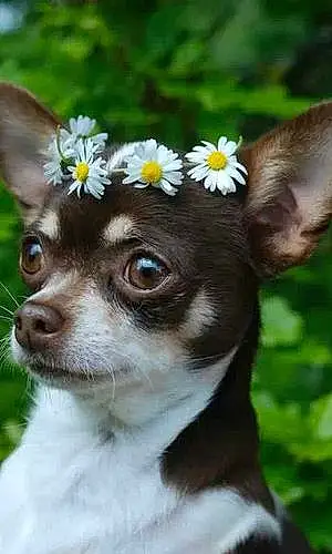 Nom Chihuahua Chien Gwen