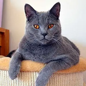 Nom Chartreux Chat Imhotep
