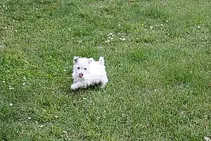 Nom West Highland White Terrier Chien Flore