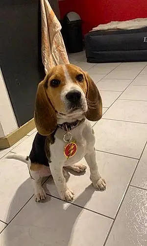 Nom Beagle Chien Flash