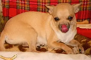 Nom Chihuahua Chien Laura
