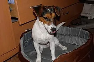 Nom Jack Russell Chien Isi
