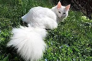Siamois Chat Neige