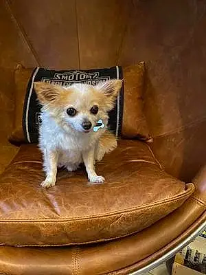 Chihuahua Chien Harley