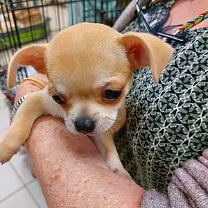 Chihuahua Chien Dobby