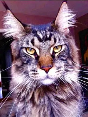 Nom Maine Coon Chat Faust