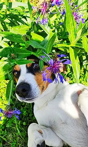 Jack Russell Chien Orion