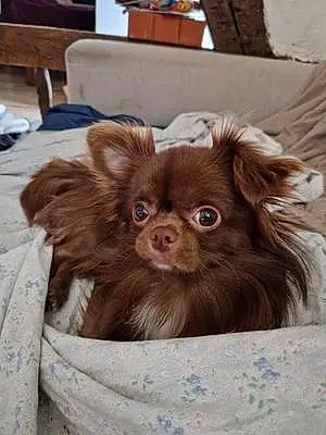 Chihuahua Chien Coerby