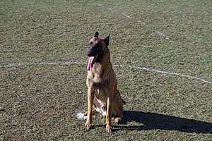 Berger Malinois Chien Paco