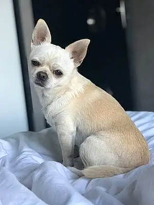 Nom Chihuahua Chien Jagger