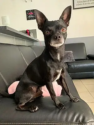 Nom Chihuahua Chien Kendji
