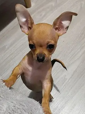 Nom Chihuahua Chien Lovely
