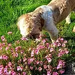 Fleur, Plante, Chien, Botany, Petal, Faon, Carnivore, Shrub, Groundcover, Herbe, People In Nature, Chien de compagnie, Flowering Plant, Annual Plant, Garden, Rose Family, Race de chien, Canidae, Gardening, Magenta