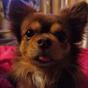 Nom Chihuahua Chien Chocolat