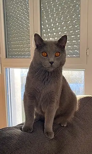 Chartreux Chat Tomi