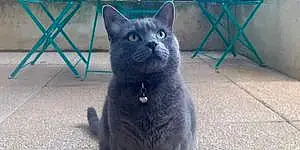 Chartreux Chat Tov