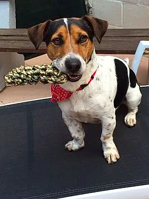 Nom Jack Russell Chien Gibson