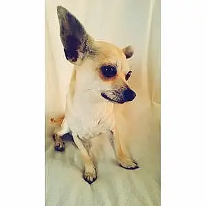 Nom Chihuahua Chien Jimbo