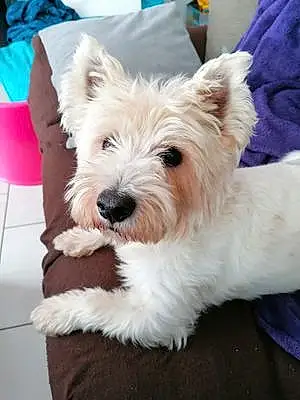 Nom West Highland White Terrier Chien Cimba