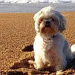 Eau, Chien, Race de chien, Carnivore, Plage, Body Of Water, Chien de compagnie, Faon, Shih Tzu, Liver, Toy Dog, Water Dog, Working Animal, Herbe, Terrier, Lake, Soil, Canidae, Queue