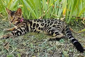 Bengal Chat Shelsy