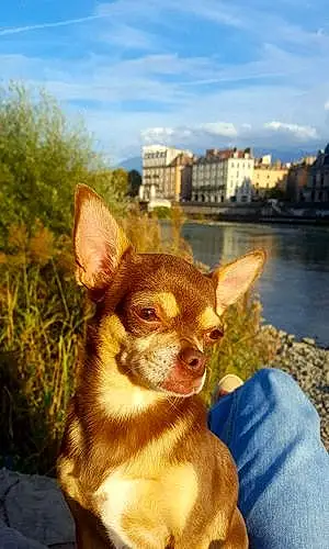 Nom Chihuahua Chien Ipso
