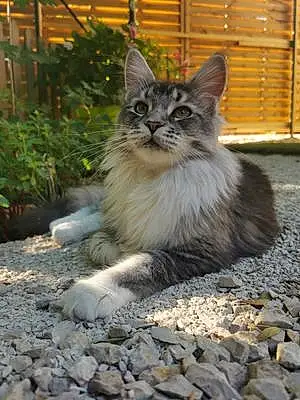 Maine Coon Chat Kira