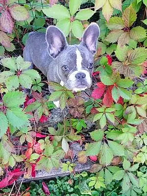 Bouledogue Francais Chien Sweety