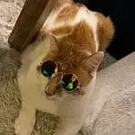 Lunettes, Chat, Sunglasses, Carnivore, Felidae, Vision Care, Small To Medium-sized Cats, Moustaches, Faon, Race de chien, Eyewear, Chien de compagnie, Queue, Museau, Sleeve, Collar, Bois, Poil, Canidae, Pet Supply