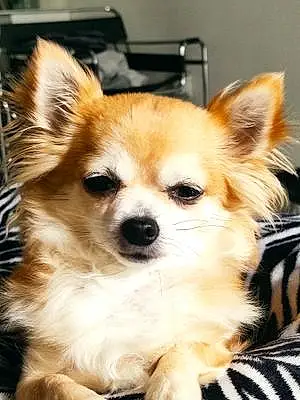 Nom Chihuahua Chien Laïka