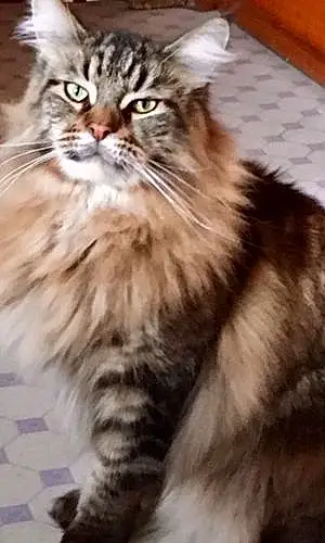 Nom Maine Coon Chat Mars