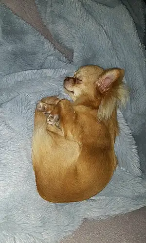 Chihuahua Chien Stella