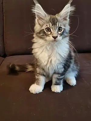 Maine Coon Chat Tao
