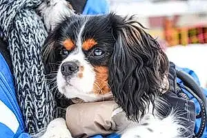 Cavalier King Charles Spaniel Chien Natchy