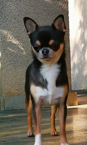 Chihuahua Chien Sunky
