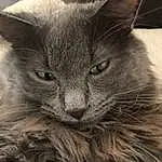 Yeux, Chat, Felidae, Carnivore, Small To Medium-sized Cats, Iris, Grey, Moustaches, Museau, Poil, Domestic Short-haired Cat, British Longhair, Terrestrial Animal, Bleu russe, Chats noirs, Chartreux